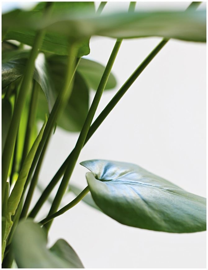 Иллюстрация к книге — Urban Jungle. Как создать уютный интерьер с помощью растений [i_085.jpg]