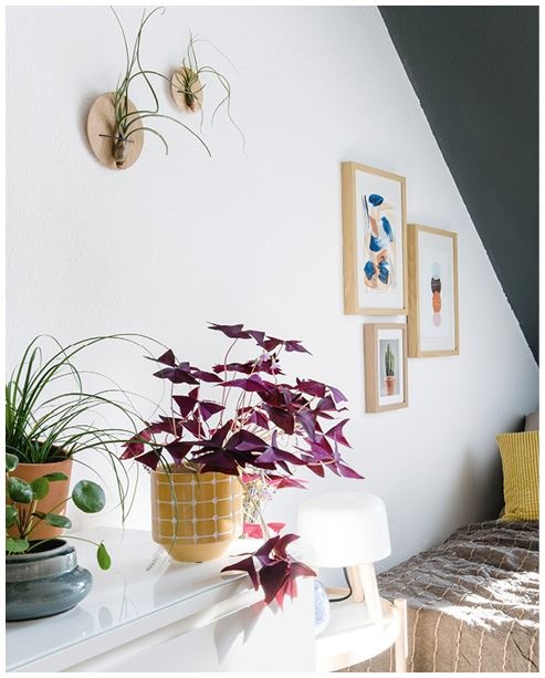 Иллюстрация к книге — Urban Jungle. Как создать уютный интерьер с помощью растений [i_087.jpg]