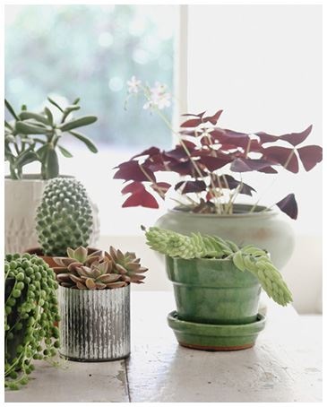 Иллюстрация к книге — Urban Jungle. Как создать уютный интерьер с помощью растений [i_088.jpg]