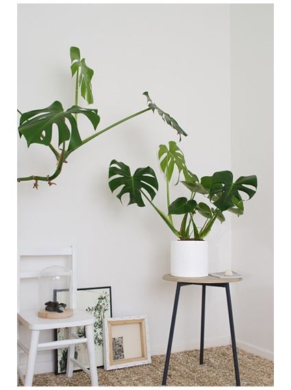 Иллюстрация к книге — Urban Jungle. Как создать уютный интерьер с помощью растений [i_095.jpg]