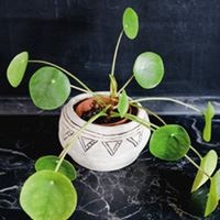 Иллюстрация к книге — Urban Jungle. Как создать уютный интерьер с помощью растений [i_096.jpg]