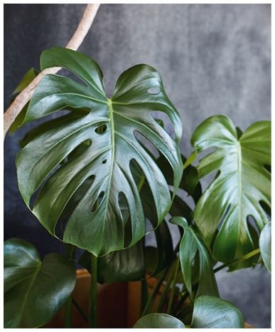 Иллюстрация к книге — Urban Jungle. Как создать уютный интерьер с помощью растений [i_106.jpg]