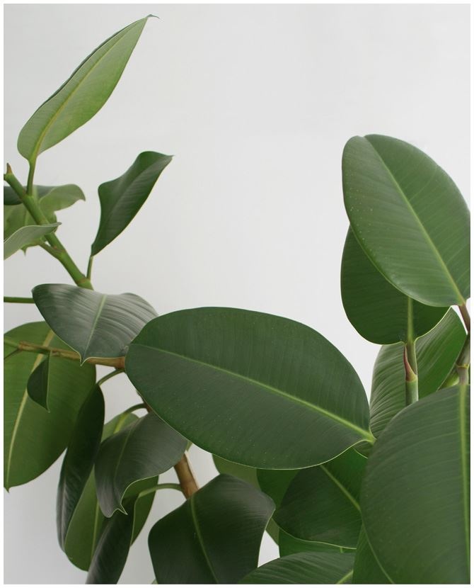 Иллюстрация к книге — Urban Jungle. Как создать уютный интерьер с помощью растений [i_120.jpg]