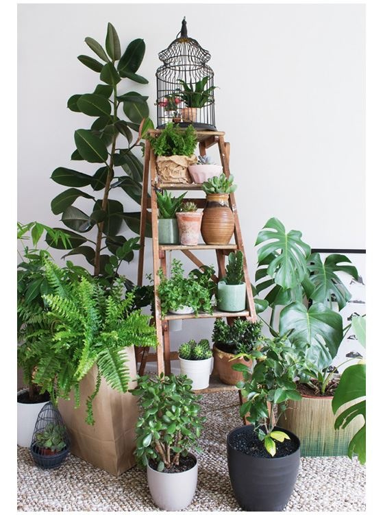 Иллюстрация к книге — Urban Jungle. Как создать уютный интерьер с помощью растений [i_121.jpg]