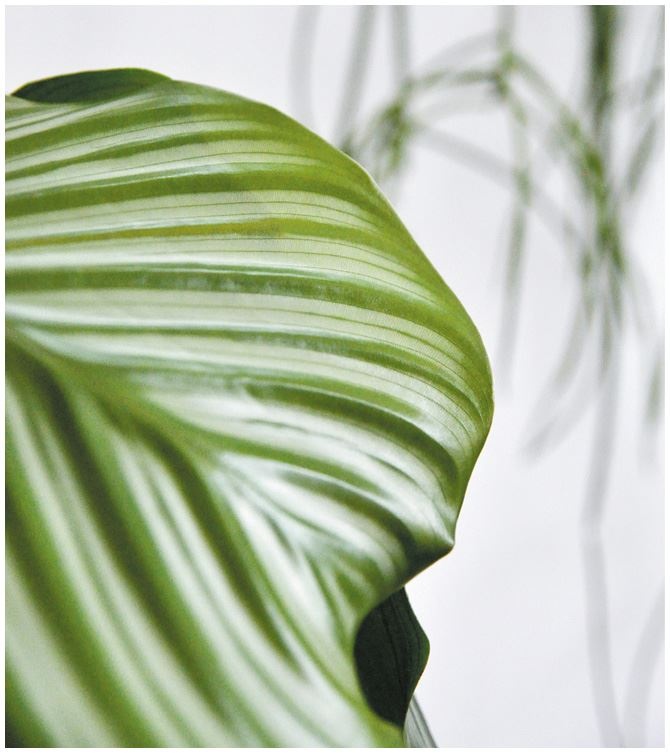 Иллюстрация к книге — Urban Jungle. Как создать уютный интерьер с помощью растений [i_126.jpg]