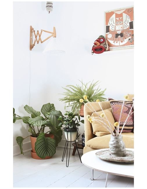 Иллюстрация к книге — Urban Jungle. Как создать уютный интерьер с помощью растений [i_128.jpg]