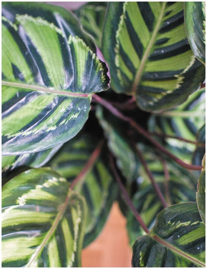 Иллюстрация к книге — Urban Jungle. Как создать уютный интерьер с помощью растений [i_130.jpg]