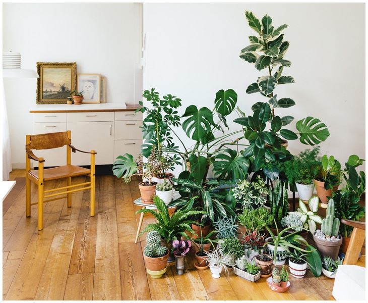 Иллюстрация к книге — Urban Jungle. Как создать уютный интерьер с помощью растений [i_134.jpg]