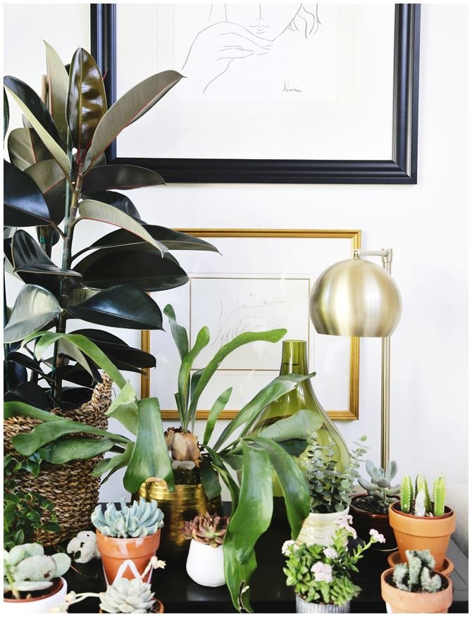 Иллюстрация к книге — Urban Jungle. Как создать уютный интерьер с помощью растений [i_135.jpg]