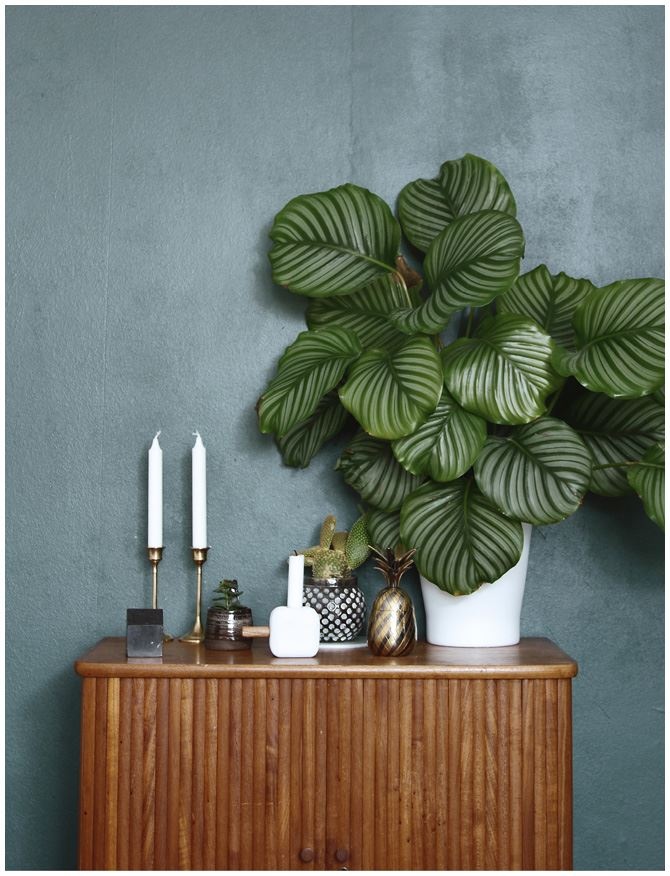 Иллюстрация к книге — Urban Jungle. Как создать уютный интерьер с помощью растений [i_136.jpg]