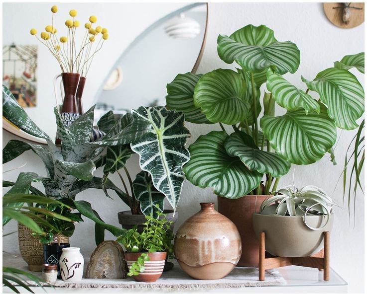 Иллюстрация к книге — Urban Jungle. Как создать уютный интерьер с помощью растений [i_138.jpg]