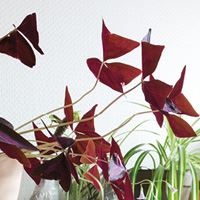 Иллюстрация к книге — Urban Jungle. Как создать уютный интерьер с помощью растений [i_139.jpg]