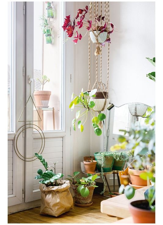 Иллюстрация к книге — Urban Jungle. Как создать уютный интерьер с помощью растений [i_141.jpg]