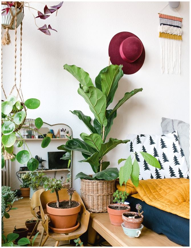 Иллюстрация к книге — Urban Jungle. Как создать уютный интерьер с помощью растений [i_143.jpg]