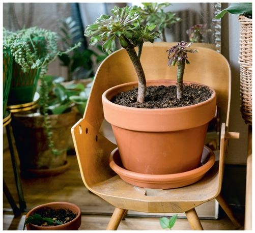 Иллюстрация к книге — Urban Jungle. Как создать уютный интерьер с помощью растений [i_159.jpg]