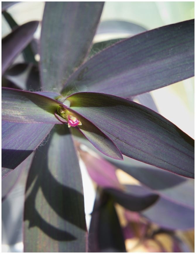 Иллюстрация к книге — Urban Jungle. Как создать уютный интерьер с помощью растений [i_169.jpg]