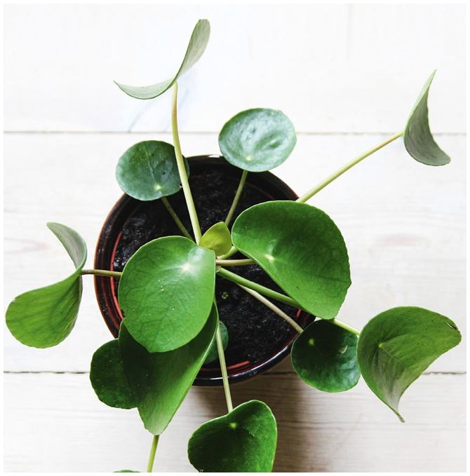 Иллюстрация к книге — Urban Jungle. Как создать уютный интерьер с помощью растений [i_170.jpg]