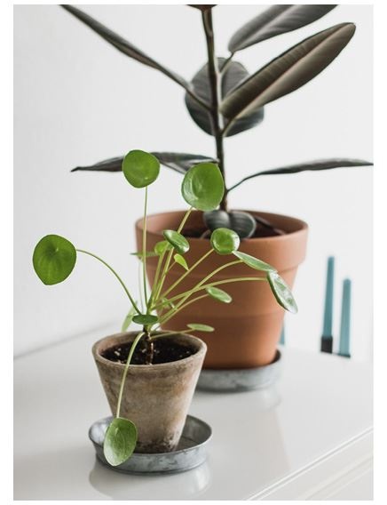 Иллюстрация к книге — Urban Jungle. Как создать уютный интерьер с помощью растений [i_172.jpg]