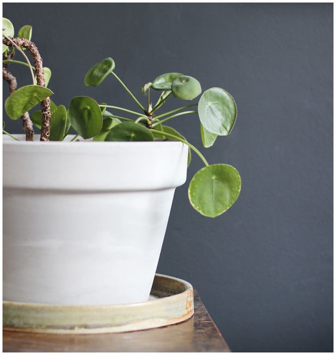 Иллюстрация к книге — Urban Jungle. Как создать уютный интерьер с помощью растений [i_174.jpg]