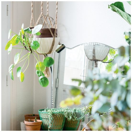 Иллюстрация к книге — Urban Jungle. Как создать уютный интерьер с помощью растений [i_176.jpg]