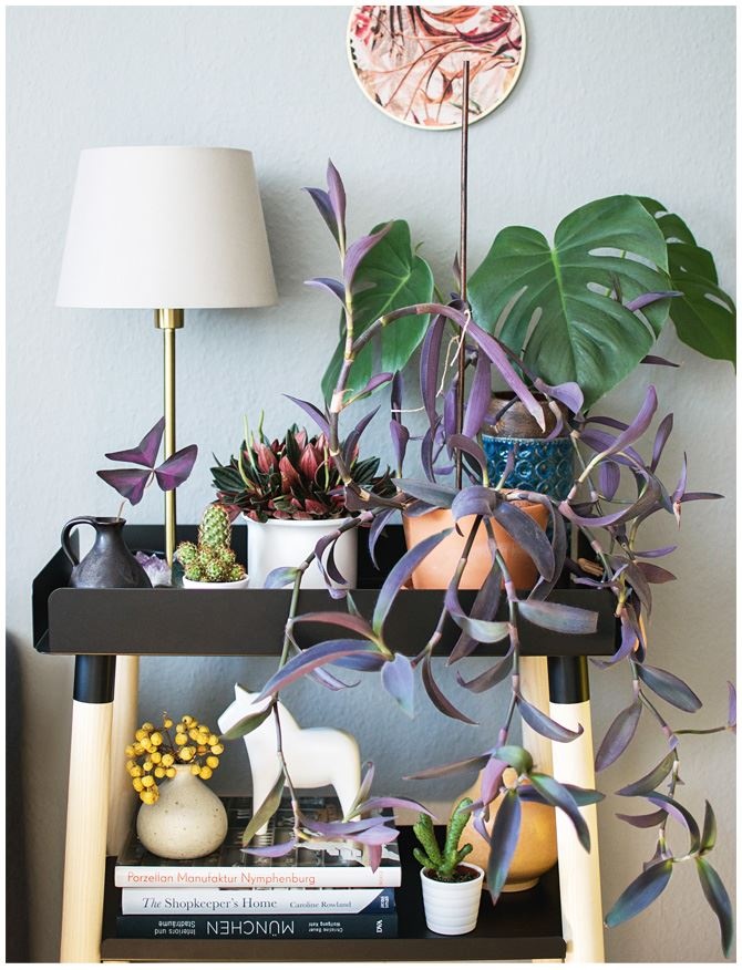 Иллюстрация к книге — Urban Jungle. Как создать уютный интерьер с помощью растений [i_180.jpg]