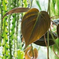 Иллюстрация к книге — Urban Jungle. Как создать уютный интерьер с помощью растений [i_184.jpg]