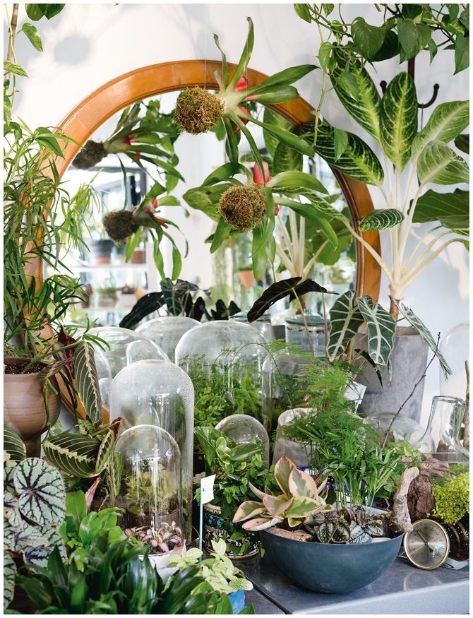 Иллюстрация к книге — Urban Jungle. Как создать уютный интерьер с помощью растений [i_187.jpg]