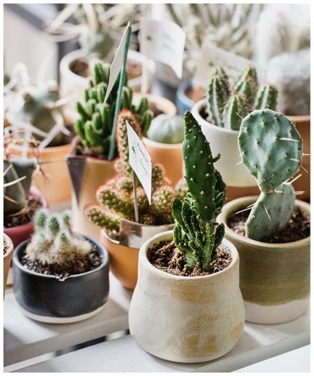 Иллюстрация к книге — Urban Jungle. Как создать уютный интерьер с помощью растений [i_189.jpg]