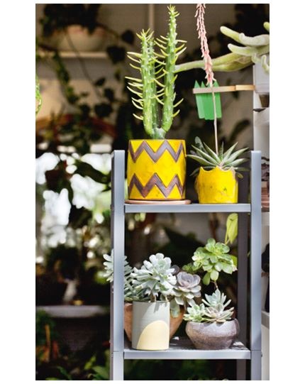 Иллюстрация к книге — Urban Jungle. Как создать уютный интерьер с помощью растений [i_190.jpg]