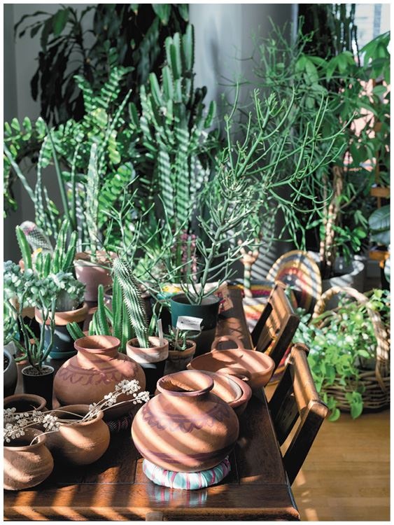 Иллюстрация к книге — Urban Jungle. Как создать уютный интерьер с помощью растений [i_191.jpg]