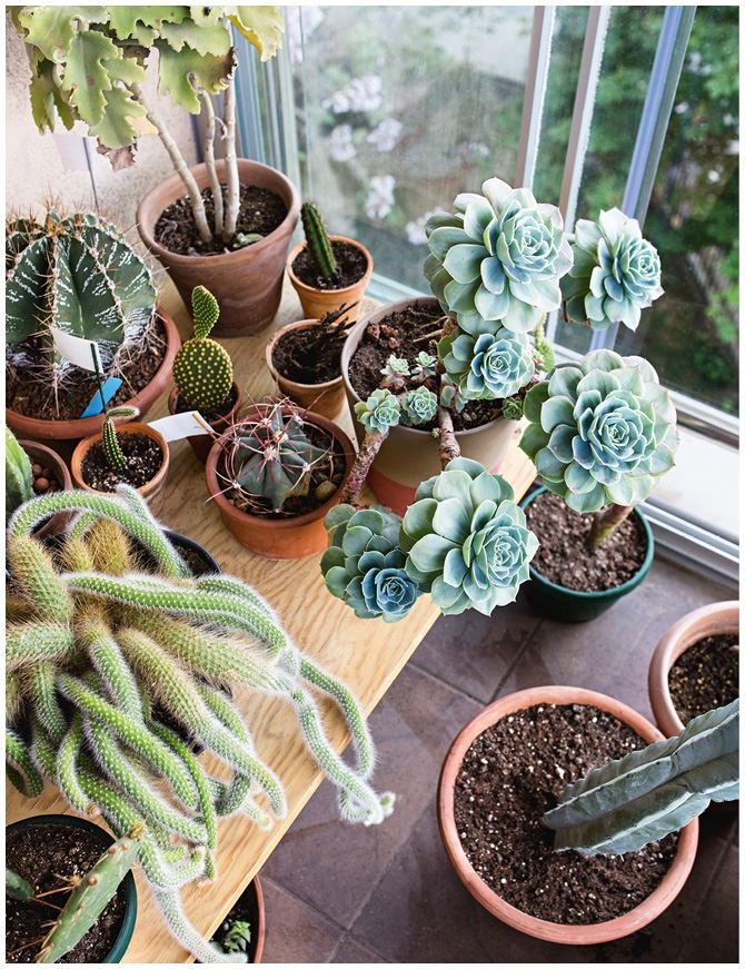 Иллюстрация к книге — Urban Jungle. Как создать уютный интерьер с помощью растений [i_195.jpg]