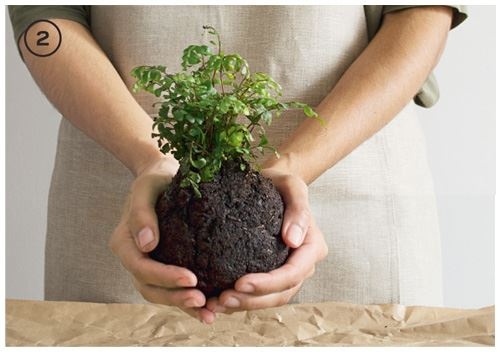 Иллюстрация к книге — Urban Jungle. Как создать уютный интерьер с помощью растений [i_206.jpg]