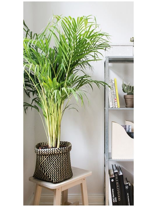 Иллюстрация к книге — Urban Jungle. Как создать уютный интерьер с помощью растений [i_211.jpg]