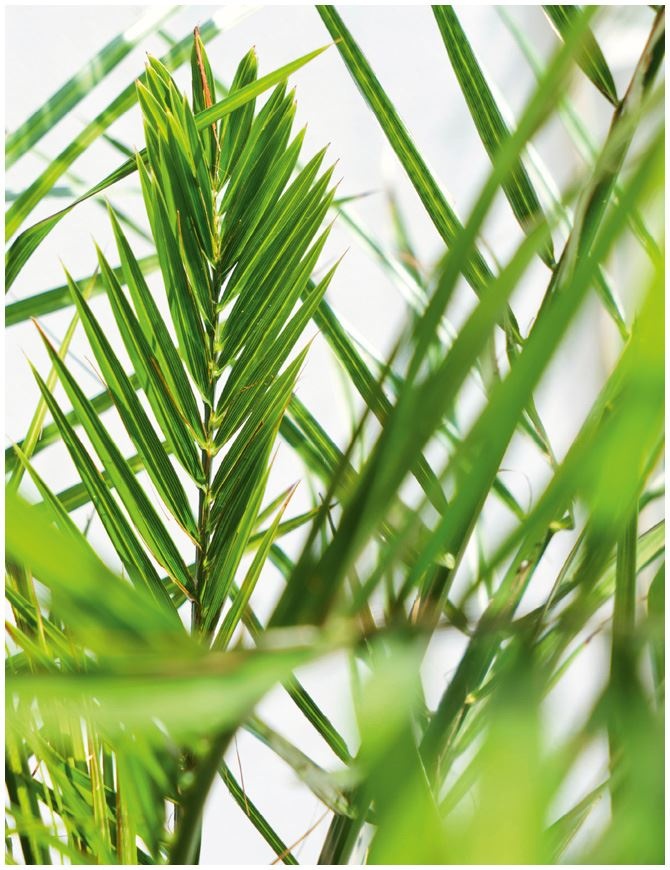 Иллюстрация к книге — Urban Jungle. Как создать уютный интерьер с помощью растений [i_213.jpg]