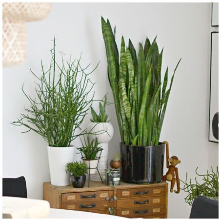 Иллюстрация к книге — Urban Jungle. Как создать уютный интерьер с помощью растений [i_220.jpg]