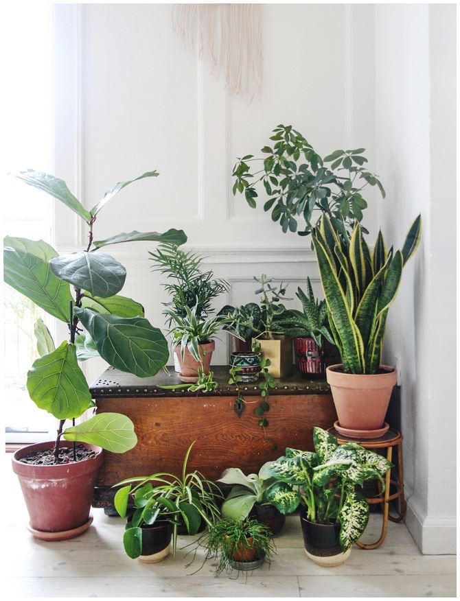 Иллюстрация к книге — Urban Jungle. Как создать уютный интерьер с помощью растений [i_223.jpg]