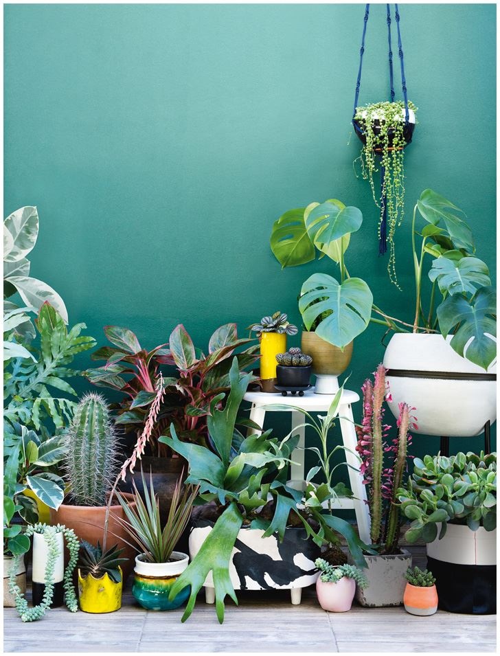 Иллюстрация к книге — Urban Jungle. Как создать уютный интерьер с помощью растений [i_226.jpg]