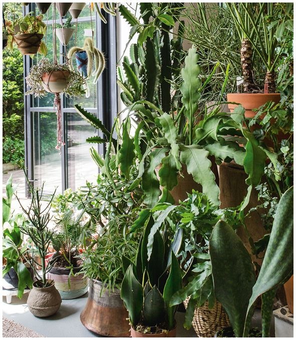 Иллюстрация к книге — Urban Jungle. Как создать уютный интерьер с помощью растений [i_227.jpg]