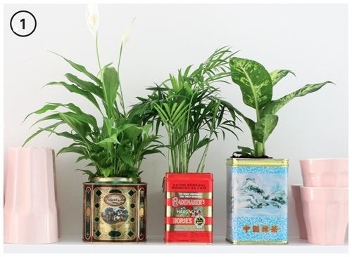 Иллюстрация к книге — Urban Jungle. Как создать уютный интерьер с помощью растений [i_229.jpg]