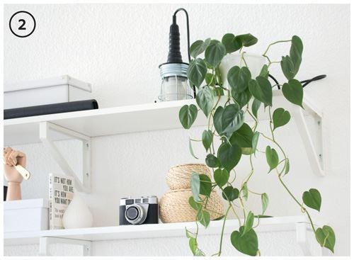 Иллюстрация к книге — Urban Jungle. Как создать уютный интерьер с помощью растений [i_230.jpg]