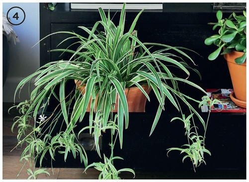 Иллюстрация к книге — Urban Jungle. Как создать уютный интерьер с помощью растений [i_232.jpg]