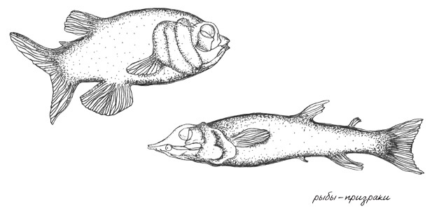 Иллюстрация к книге — Может ли жираф облизать свои уши? [i_008.jpg]