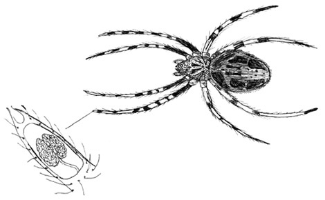 Иллюстрация к книге — Может ли жираф облизать свои уши? [i_036.jpg]