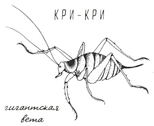 Иллюстрация к книге — Может ли жираф облизать свои уши? [i_037.jpg]