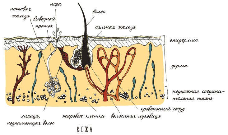 Иллюстрация к книге — Может ли жираф облизать свои уши? [i_055.jpg]