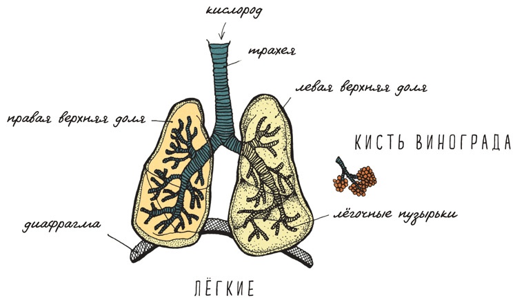 Иллюстрация к книге — Может ли жираф облизать свои уши? [i_062.jpg]
