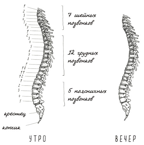 Иллюстрация к книге — Может ли жираф облизать свои уши? [i_063.jpg]