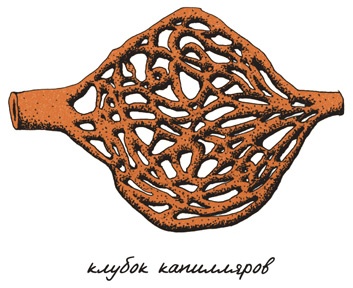 Иллюстрация к книге — Может ли жираф облизать свои уши? [i_066.jpg]