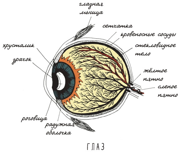 Иллюстрация к книге — Может ли жираф облизать свои уши? [i_077.jpg]