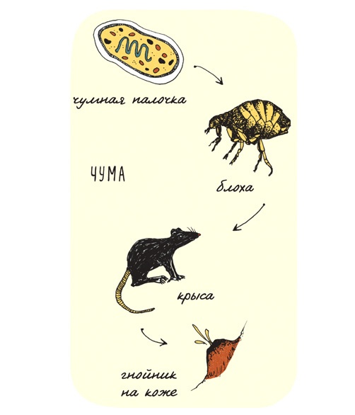 Иллюстрация к книге — Может ли жираф облизать свои уши? [i_145.jpg]